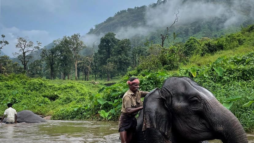 Elephant Bonds: Films Highlight Tribal Caretakers