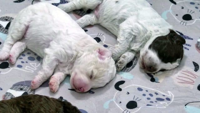 Finland's Puppy Cam Captivates Millions