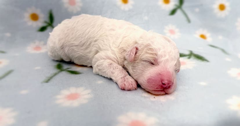 Puppies bring light to Finland's dark winter