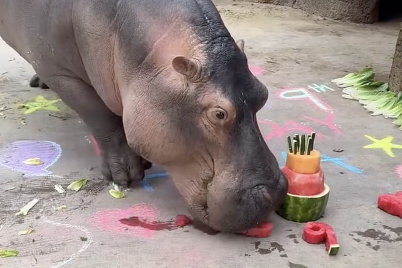 Hippo Star Fiona Turns 9 with Watermelon Feast
