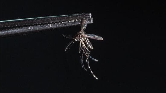 India Approves First Dengue Vaccine