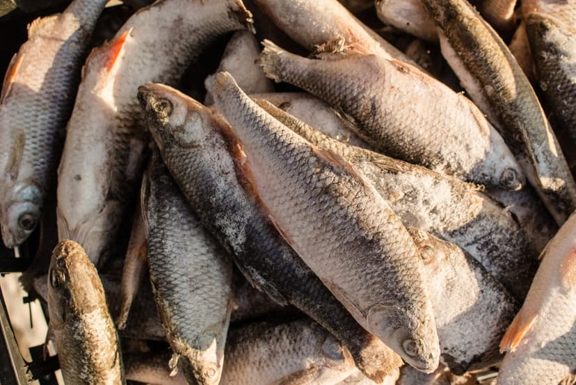 FDA Issues Highest Warning for Fish Balls