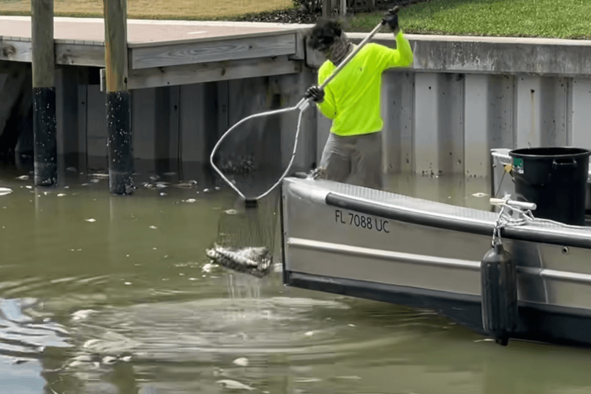 Fertilizer Blamed for Fish Deaths on Estero Island