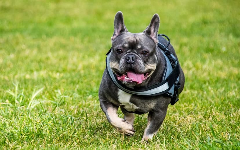 Extreme Breeding Causes Pet Suffering
