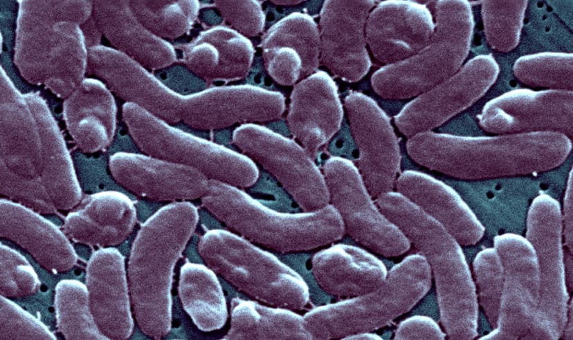 Flesh-Eating Bacteria Surge: 7 Deaths on Gulf Coast