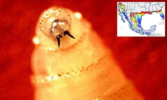 Flesh-Eating Parasite Returns: Texas Declares Disaster