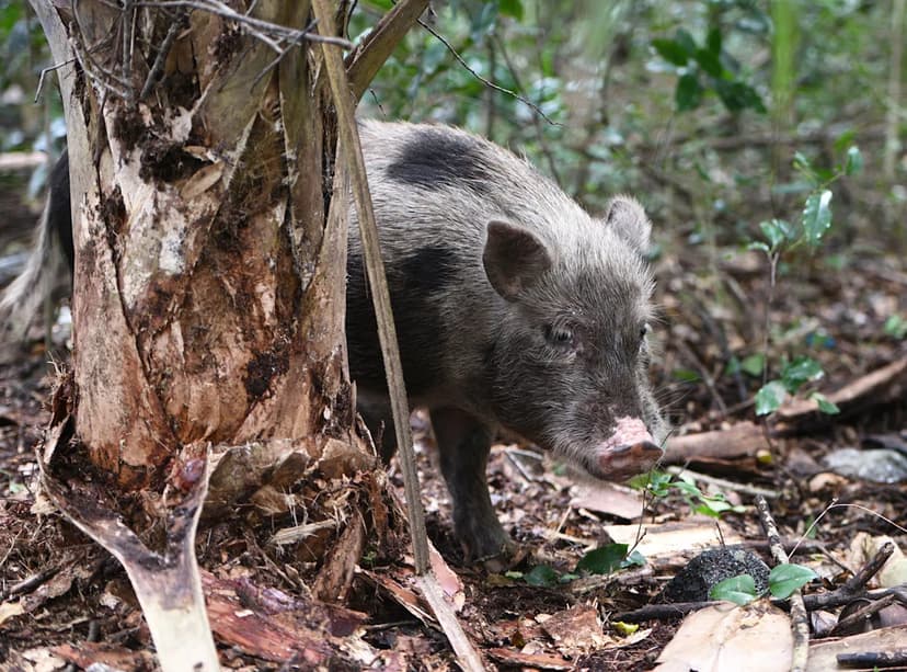 Florida's War on Feral Pigs Escalates: Aerial Hunt Begins