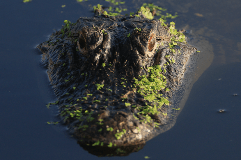 Florida Alligator Attack: Canoer Killed by 11-Foot Reptile
