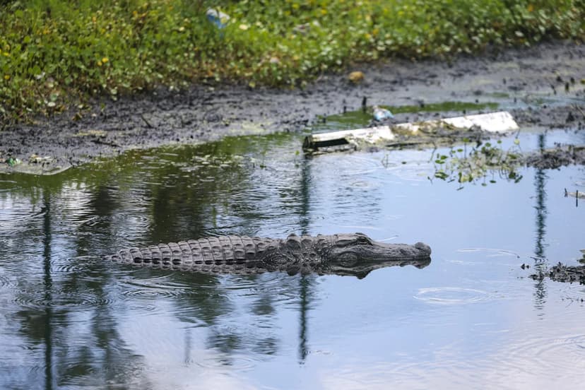 Florida Gators: Urban Neighbors?