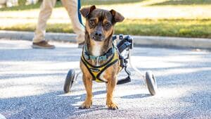 Florida Animal Abuser List: Missing Key Details