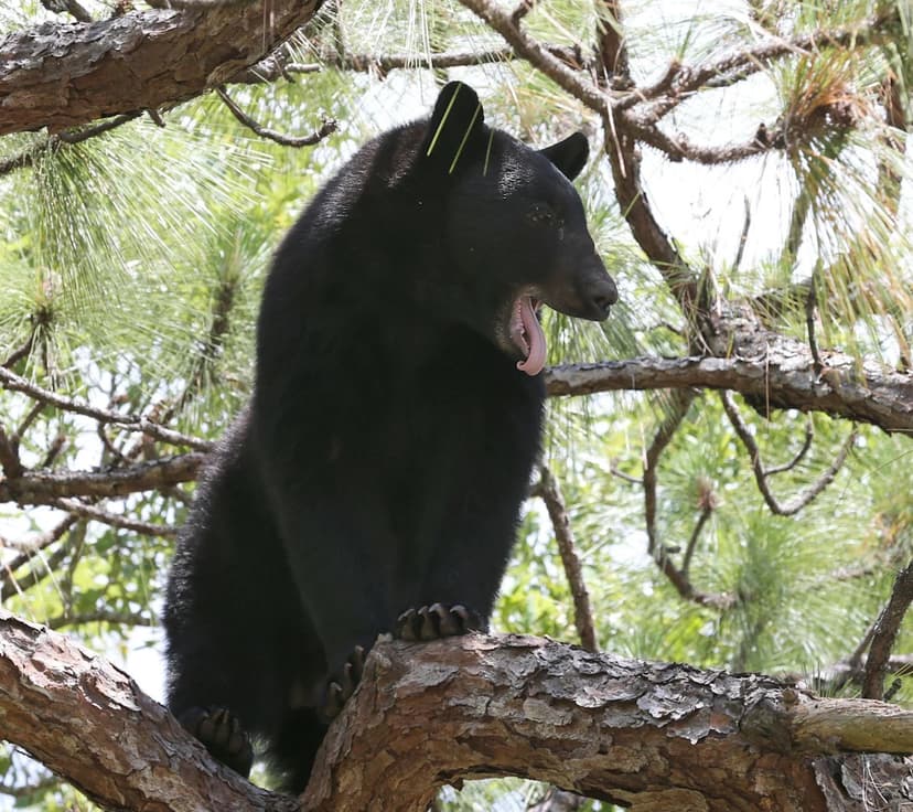 Florida Bear Hunt Faces Legal Challenge, Starts Soon