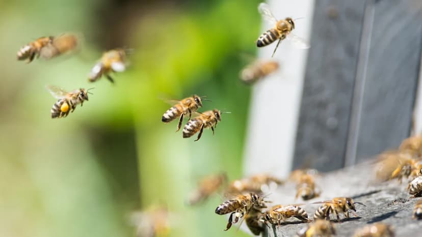 Florida Bees Battle Brutal Weather, Seek Aid