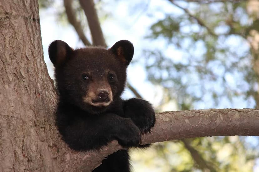 Florida Bears Roar Back: A Panhandle Success Story