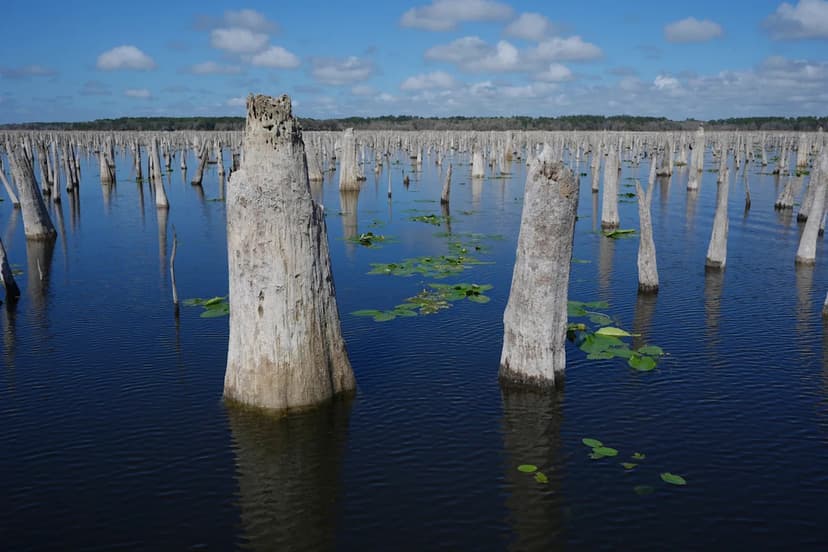 Dammed River: A Florida Environmental Battle
