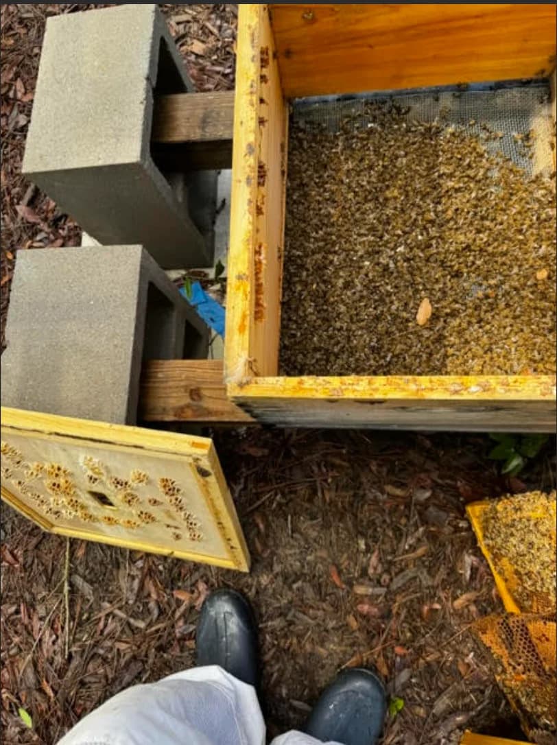 Mysterious Chicken & Bee Deaths: Herbicide Suspected
