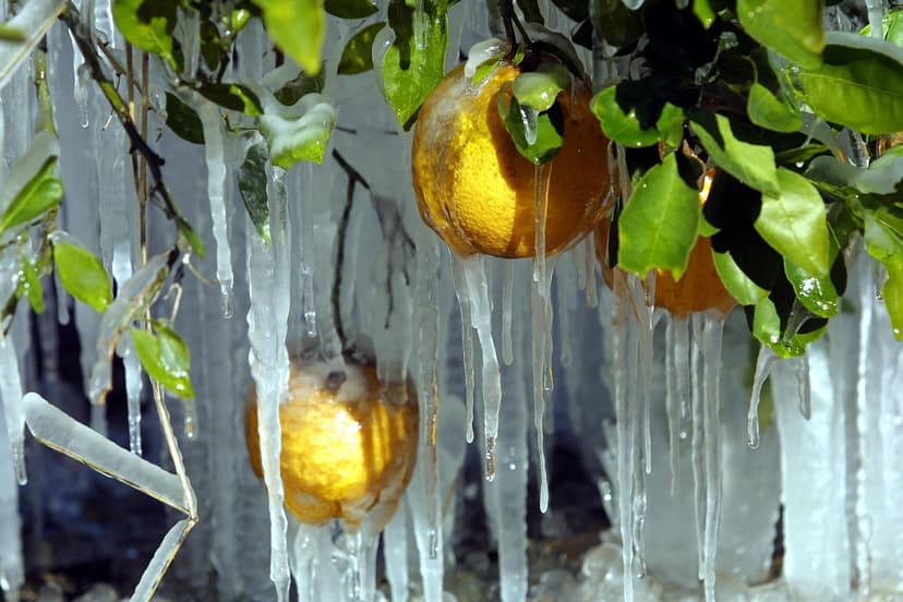 Florida Freezes: Bomb Cyclone Unleashes Arctic Blast