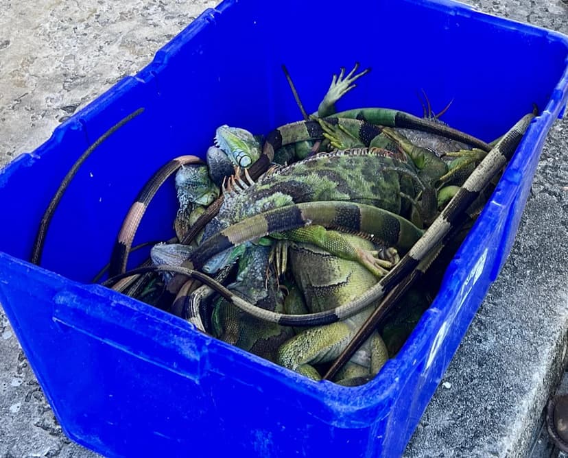 Cold Front Stuns Florida Iguanas, FWC Collects Them