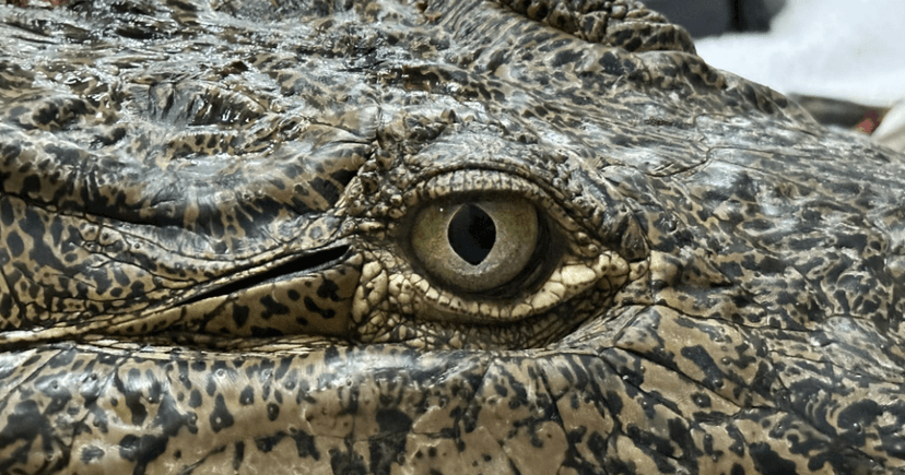 Florida Crocodile Dies After Spear Injury