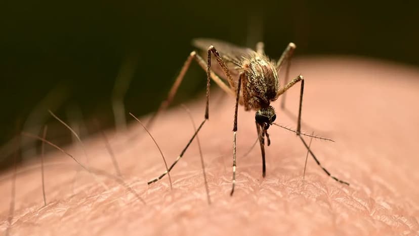 Florida Dengue Alert: Cases Surge Amidst Rising Concerns