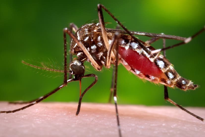 Florida Dengue Outbreak Hits Historic Levels