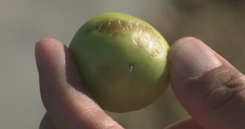 Florida Freeze Sparks Crop Fears