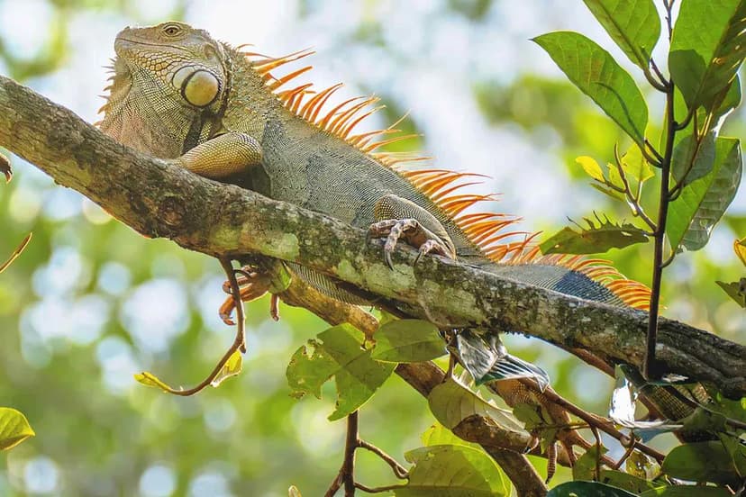 Florida's Iguanas Turn Fiery Orange for Winter Mating