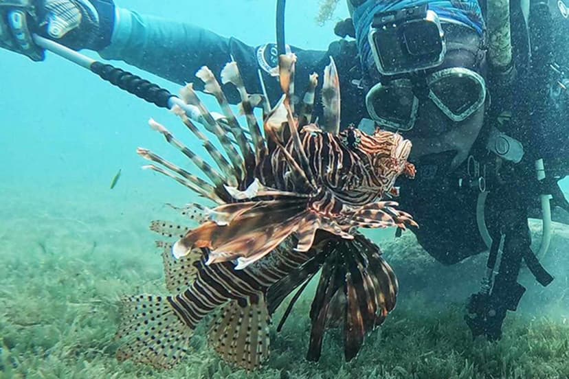 Florida Divers Conquer Invasive Lionfish Record