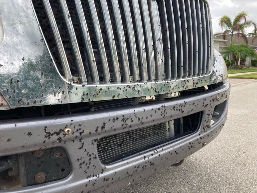Florida's Lovebug Swarms: Your Car's Worst Nightmare