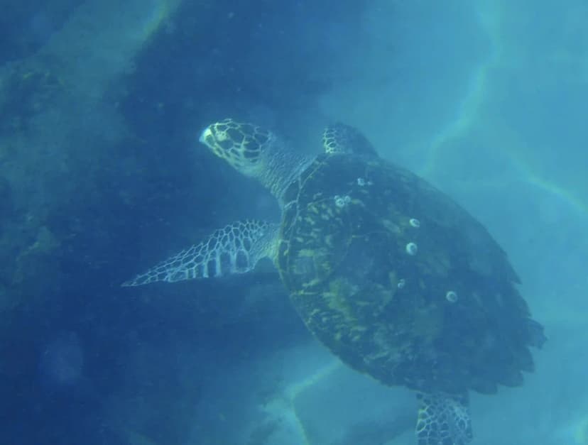 Florida Man Arrested for Selling Rare Sea Turtle Shell