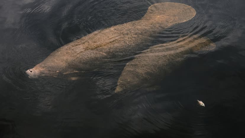 Florida Manatees Face Deadly Boat Collisions