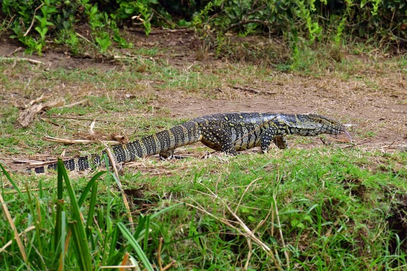 Florida's New Invasive Threat: Nile Monitors Now Hunted Year-Round