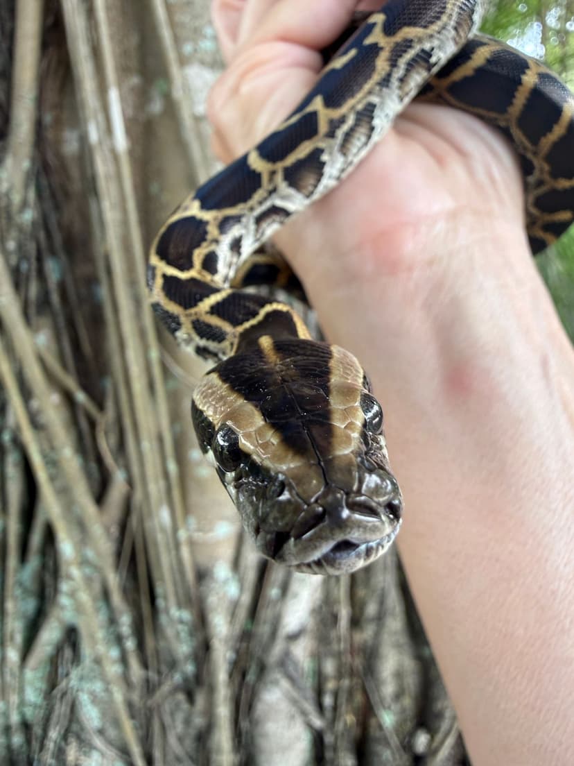 Florida Contracts Professional Python Hunters. How Much Can They Make?