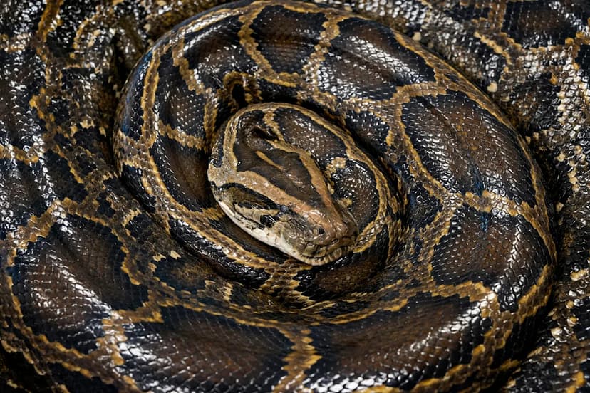 Cold Snap Threatens Florida Pythons