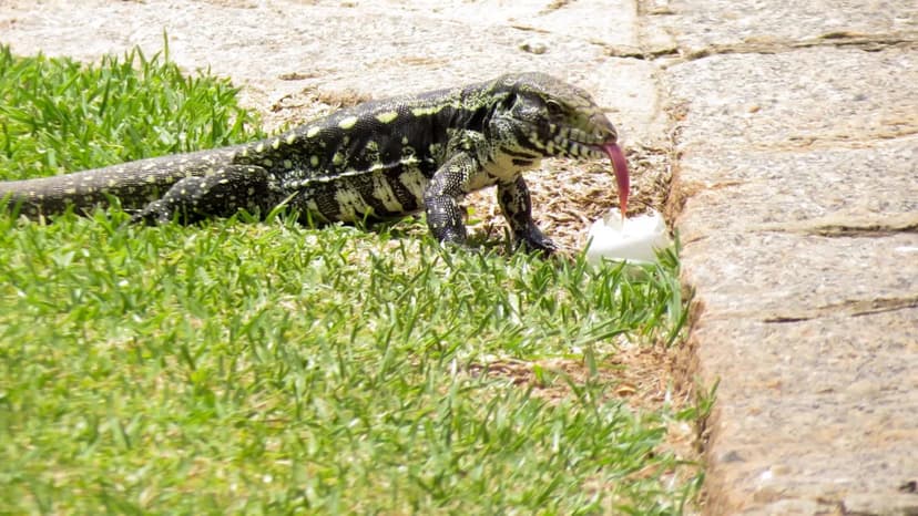 Florida's Invasive Lizards: Falconers Join the Hunt!