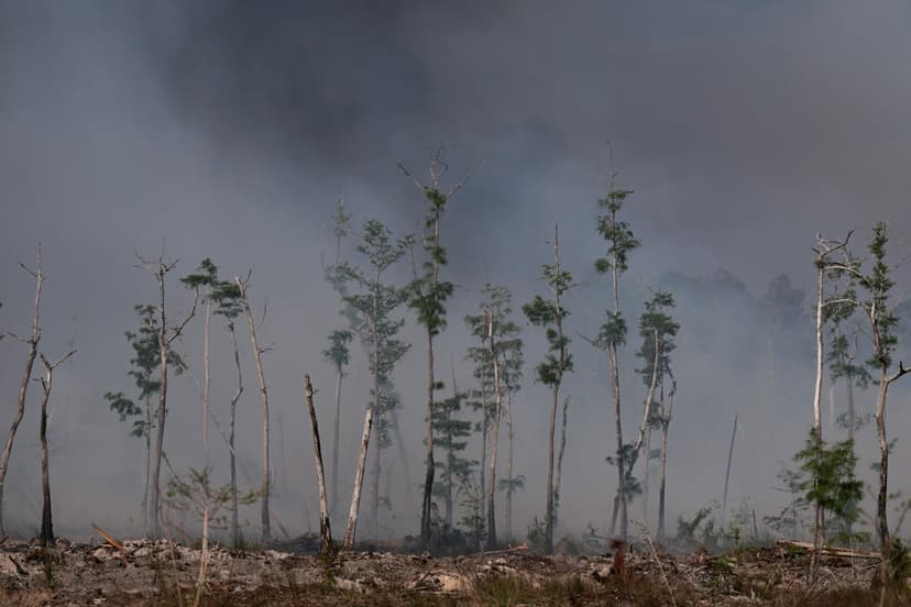 Florida Burns: Wildfires Rage Amidst Drought