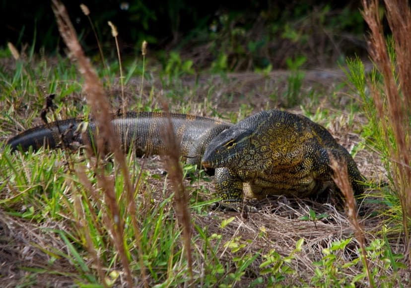 Florida's New Predator: Deadly Nile Lizards Invade