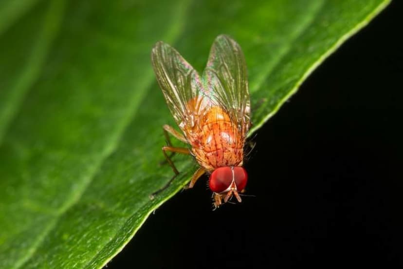 Brain's Memory Gate: How Flies Remember Smells