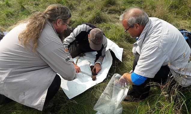 Forest Carbon Storage: A Deeper Look