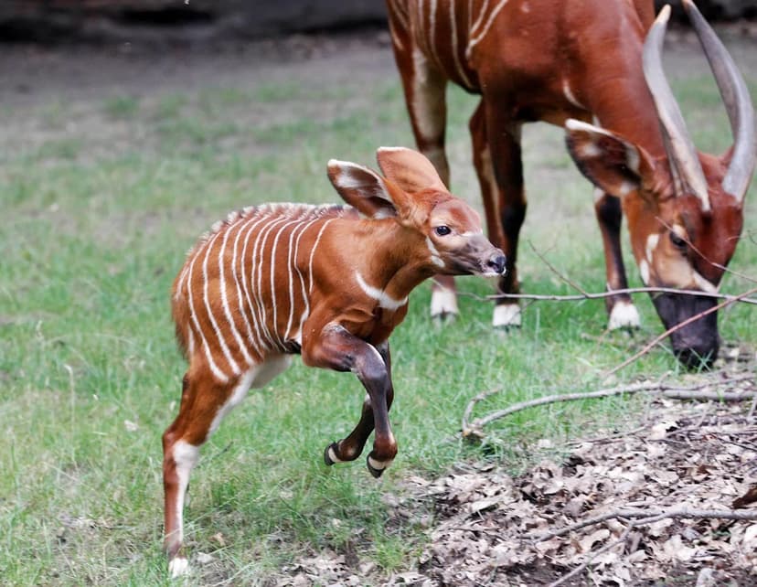 Critically Endangered Bongo Calf Arrives