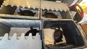 Four Sea Turtles Released Back to Atlantic