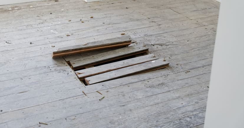 Woman's Shock Discovery: Fox Trapped Below Her Floor