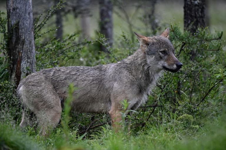 Farmers Gain Right to Shoot Wolves Attacking Livestock