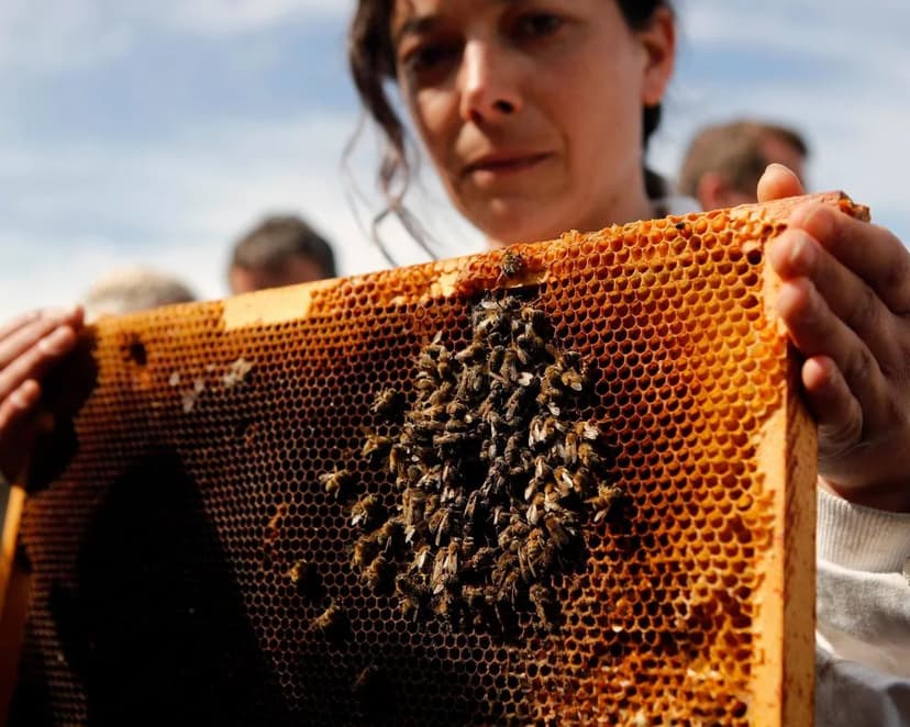 France Reopens Bee-Killing Pesticides Amid Outrage
