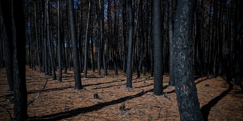 France's Largest Wildfire Finally Out