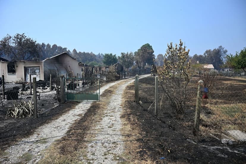 France's Forests Face Fire Aftermath