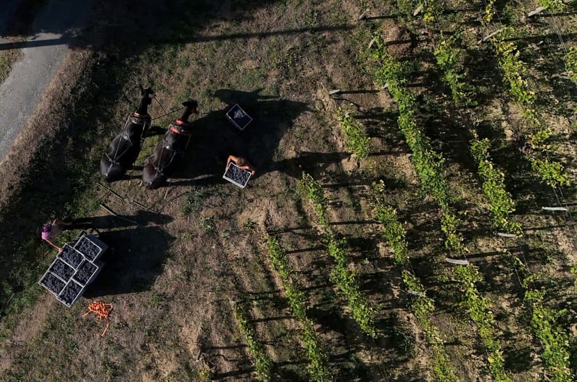 France's Wine Harvest Plummets Amid Heatwaves