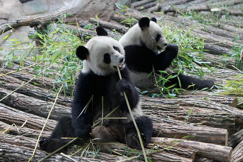 France bids farewell to beloved pandas