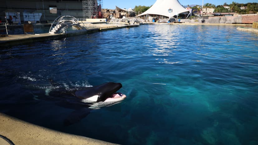 Orca's Fate: Sanctuary or Second Captivity?