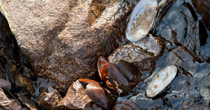 Federal Protections for Four Freshwater Mussels
