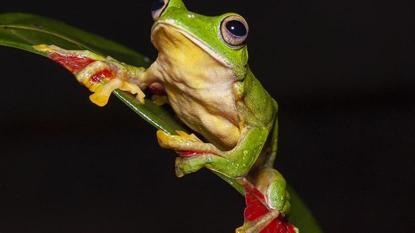 Frogs Face Extinction: A Silent Environmental Crisis